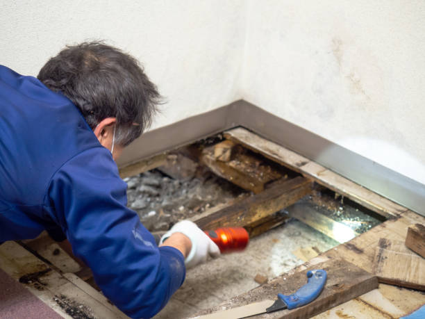 Best Mold Cleaning Services  in Woodlawn, OH