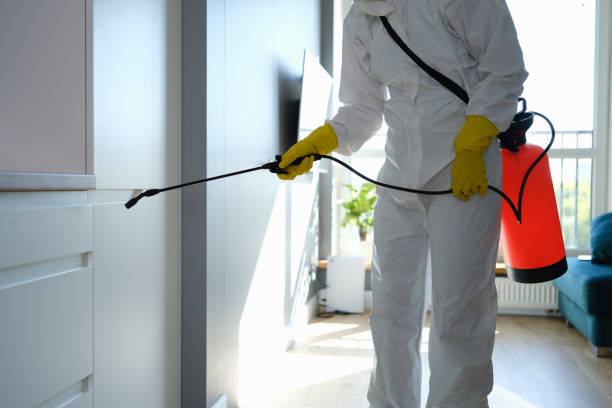 Best Mold Removal Company Near Me  in Woodlawn, OH