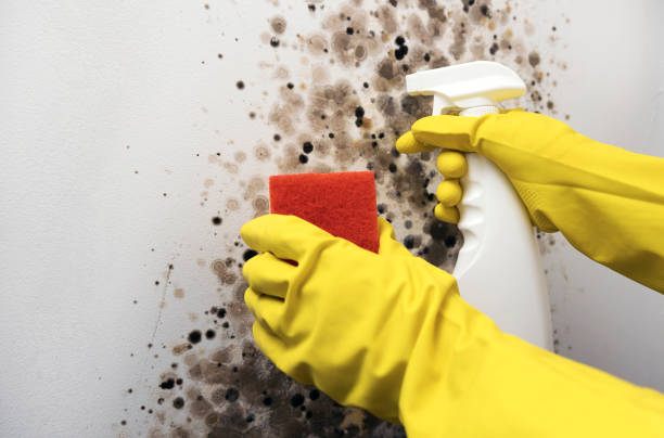 Best Emergency Mold Removal  in Woodlawn, OH